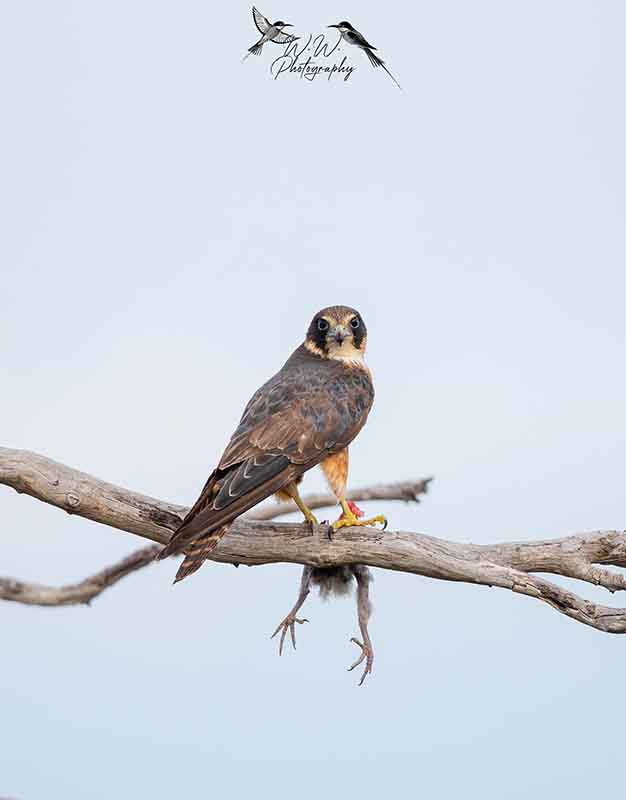 bird
